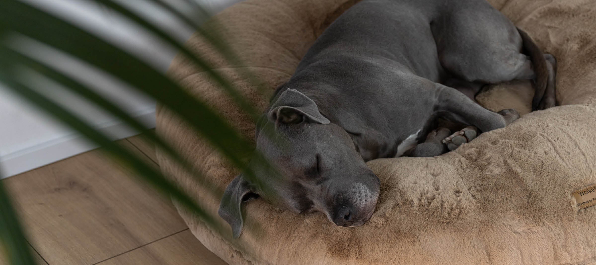 Staffort Hund Mia liegt auf einer Wolke von Frau Frauchen und schläft wie auf Wolke 7