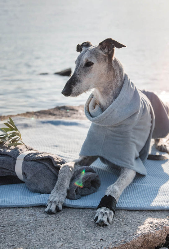 Ein Windhund liegt am Strand auf einem Handtuch und trägt einen blauen Bademantel von Frau Frauchen