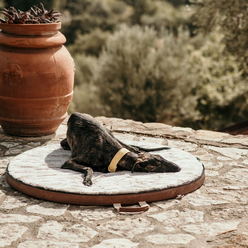 Ein Windhund liegt bequem auf dem Reisebett Wolke2Go und schläft