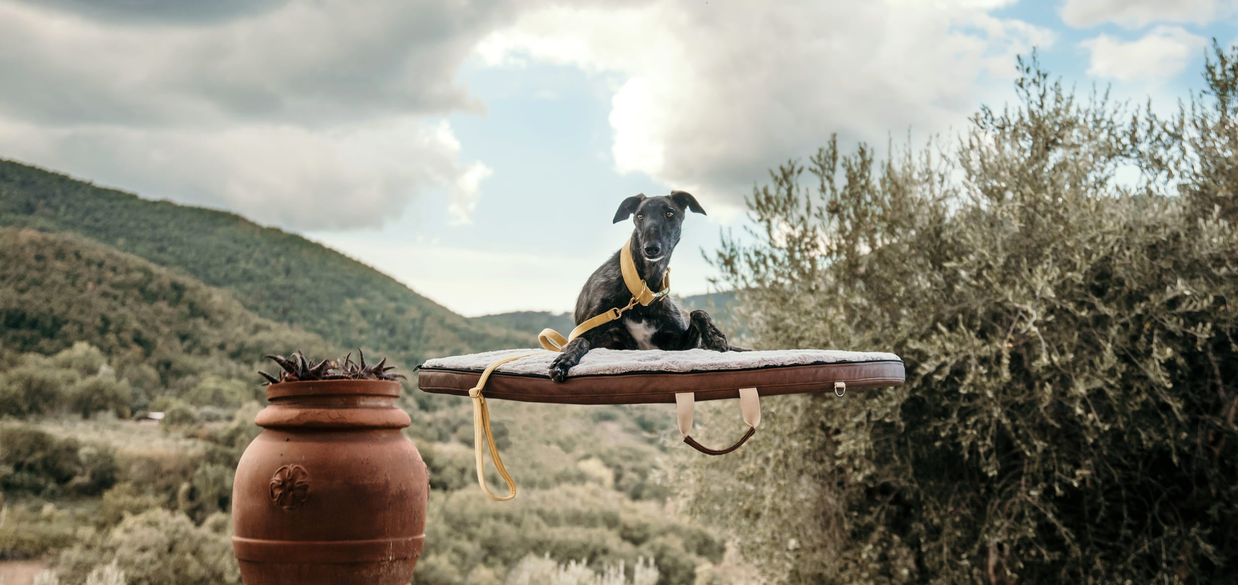 Ein Hund schwebt auf einer Wolke2Go und guckt fragend zum Frauchen