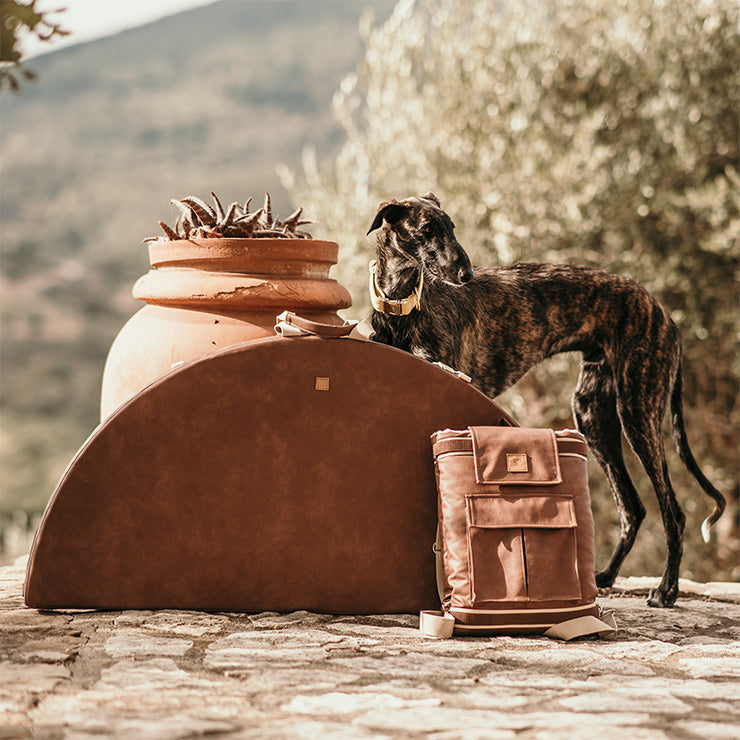 Ein Windhund steht hinter einer Wolke2Go und einen Deckenrucksack für Hunde