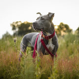 Frau Frauchen Halsband Sametti Fuchsia für Hunde und Haustiere
