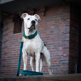 Weißer Hund Amstaff Junior Leine Halsband Sametti petrol gold