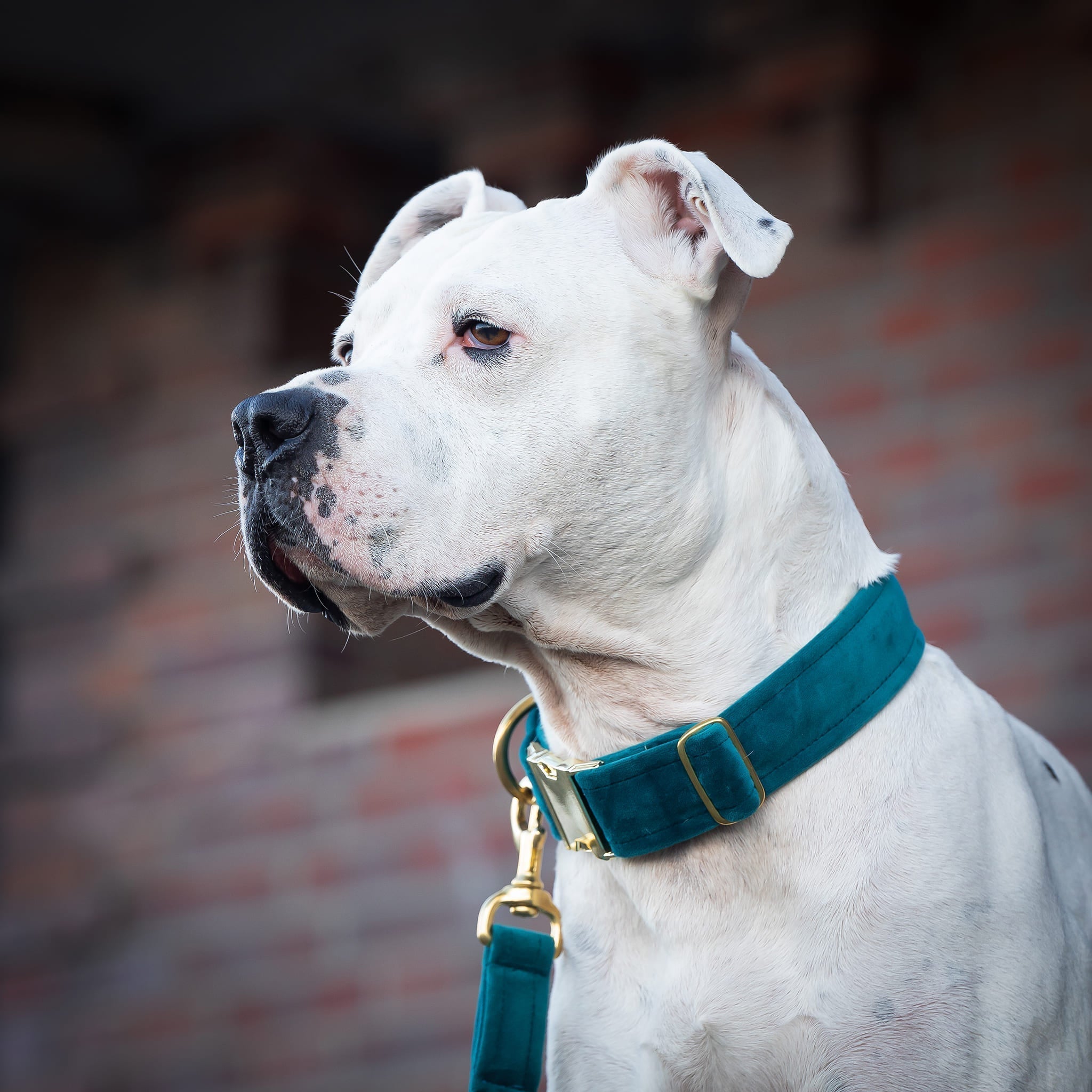 Weißer Hund Amstaff Junior Halsband Sametti petrol gold