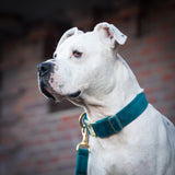 Weißer Hund Amstaff Junior Halsband Sametti petrol gold