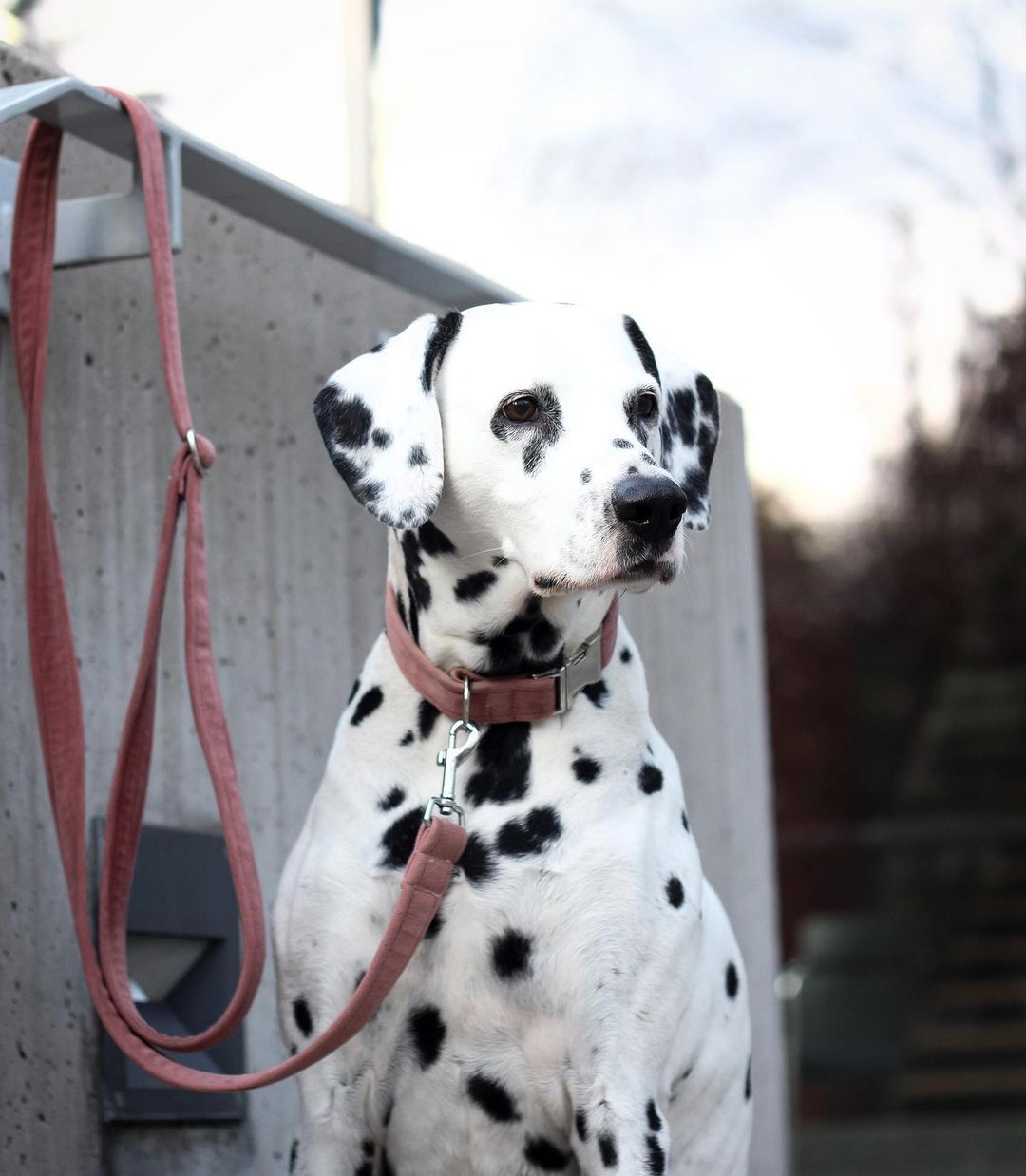 Frau Frauchen Halsband Sametti Altrosa für Hunde und Haustiere