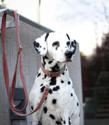 Frau Frauchen Halsband Sametti Altrosa für Hunde und Haustiere