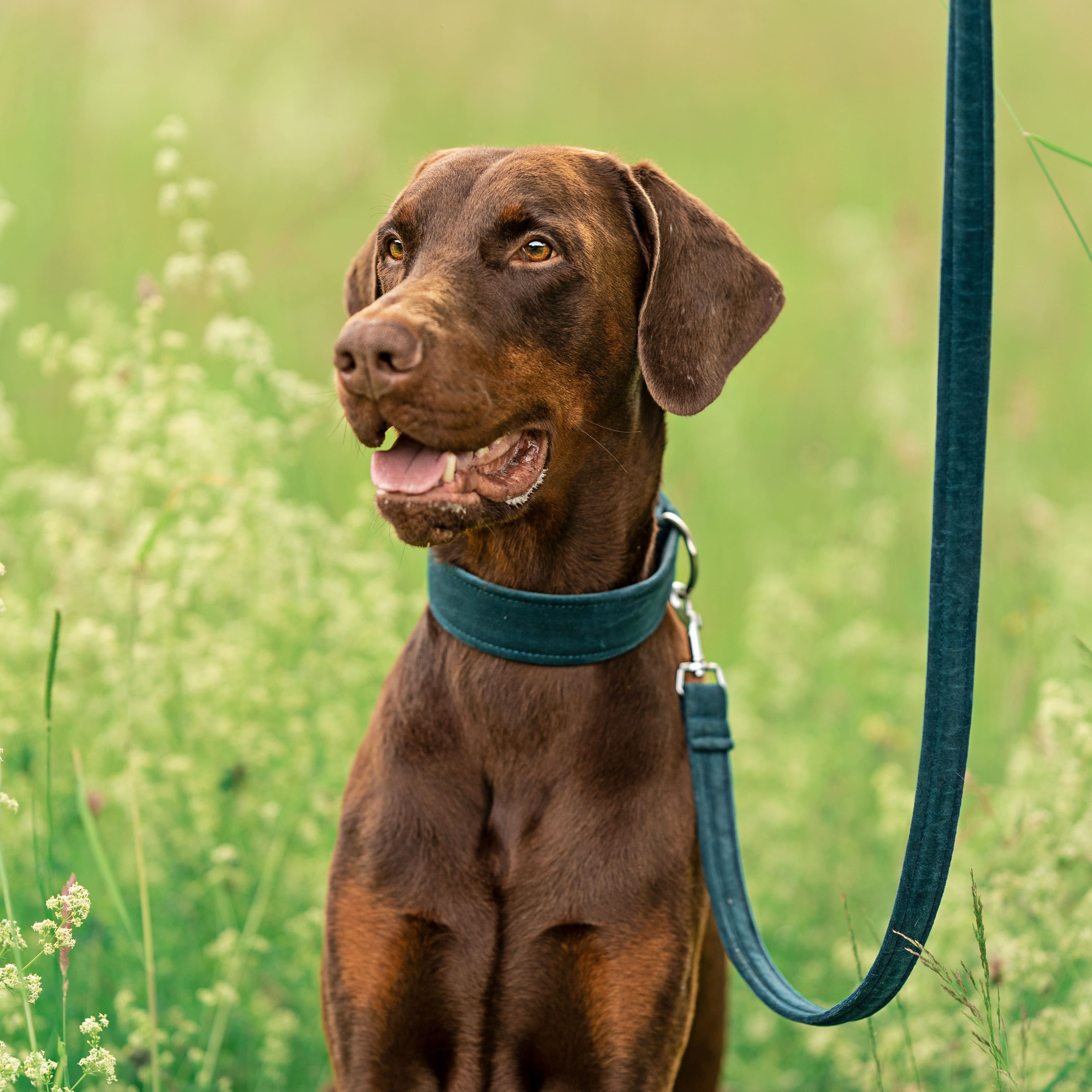 Hund Dobermann Dexter Halsband Leine Sametti Petrol Silber