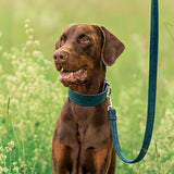 Hund Dobermann Dexter Halsband Leine Sametti Petrol Silber