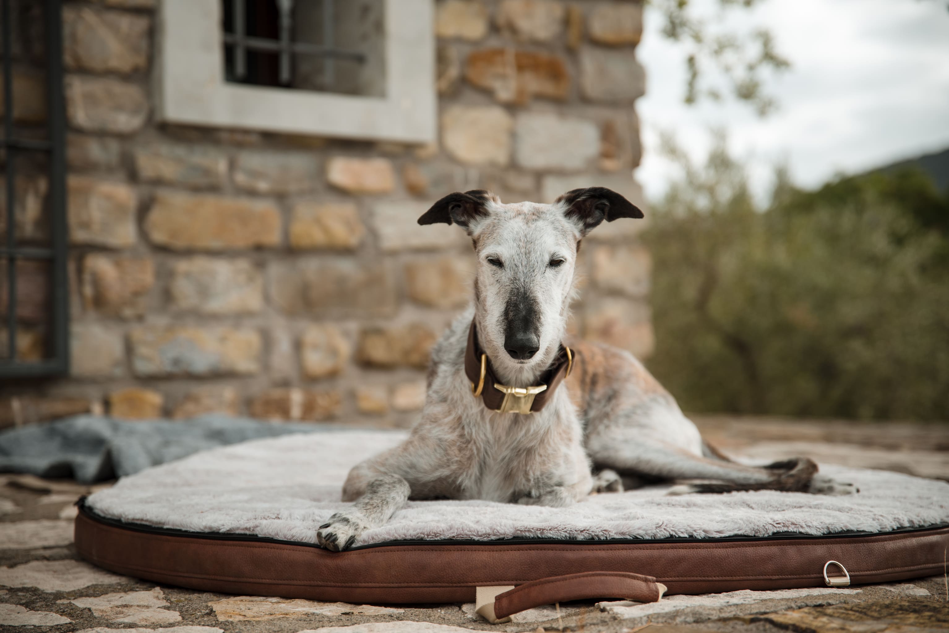 Frau Frauchen Wolke2Go City für Hunde und Haustiere