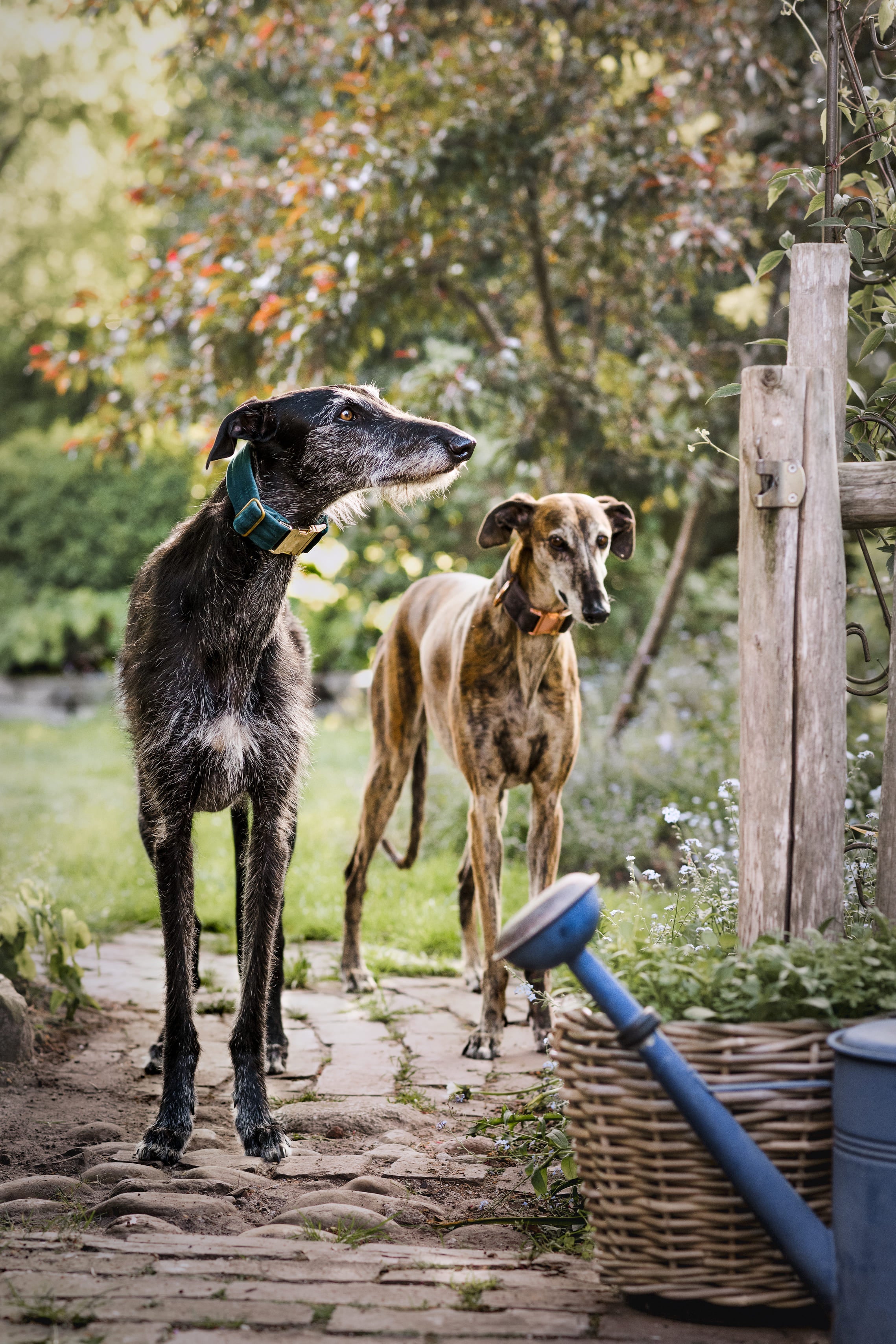 Frau Frauchen Halsband Sametti Petrol für Hunde und Haustiere