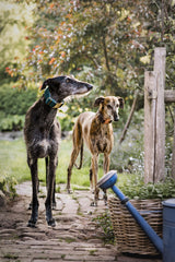 Frau Frauchen Halsband Sametti Petrol für Hunde und Haustiere