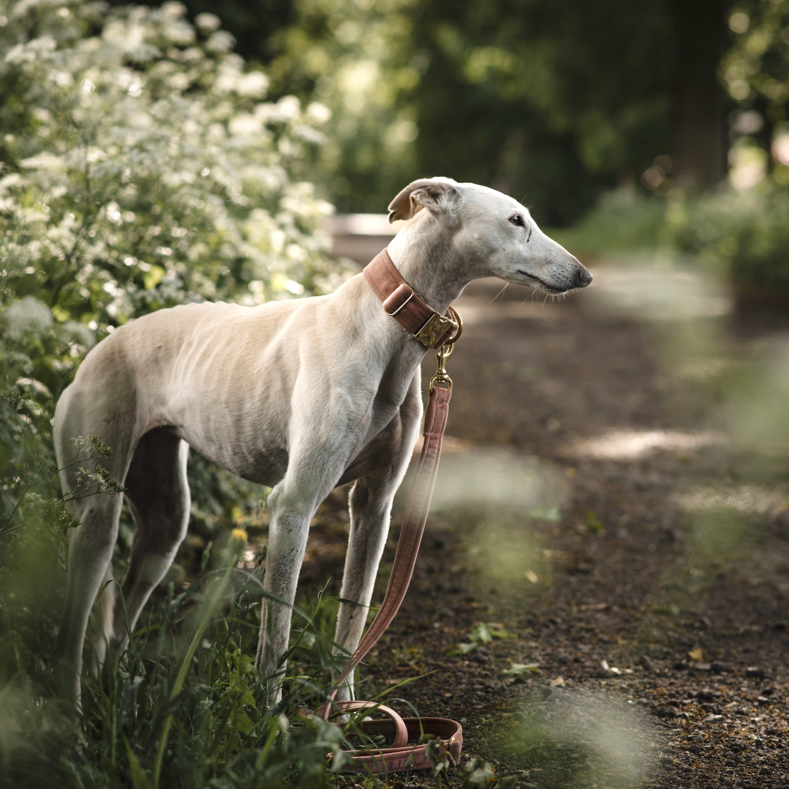 Frau Frauchen Leine Sametti Altrosa für Hunde und Haustiere
