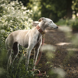 Frau Frauchen Leine Sametti Altrosa für Hunde und Haustiere