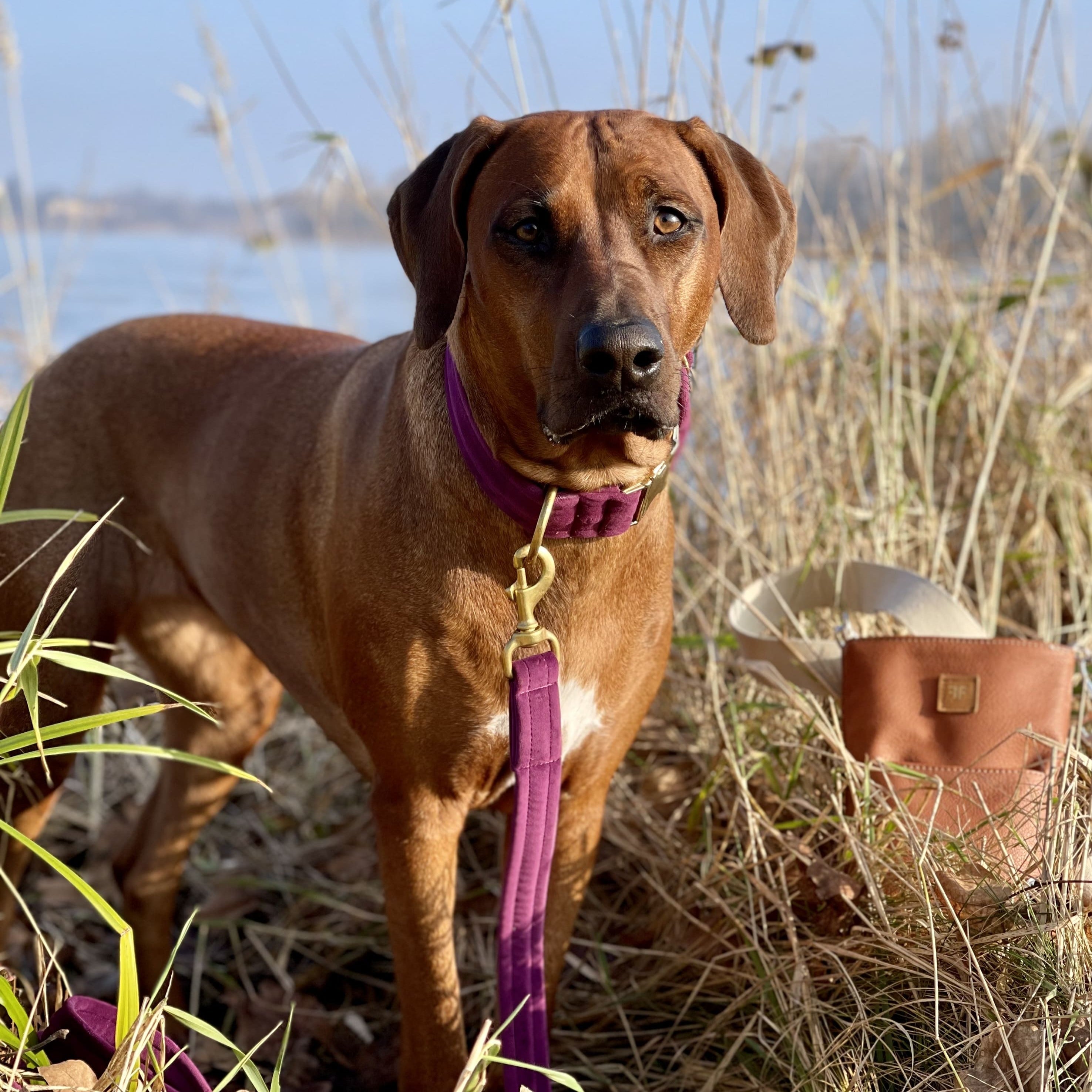 Frau Frauchen Halsband Sametti Lila für Hunde und Haustiere