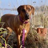 Frau Frauchen Halsband Sametti Lila für Hunde und Haustiere