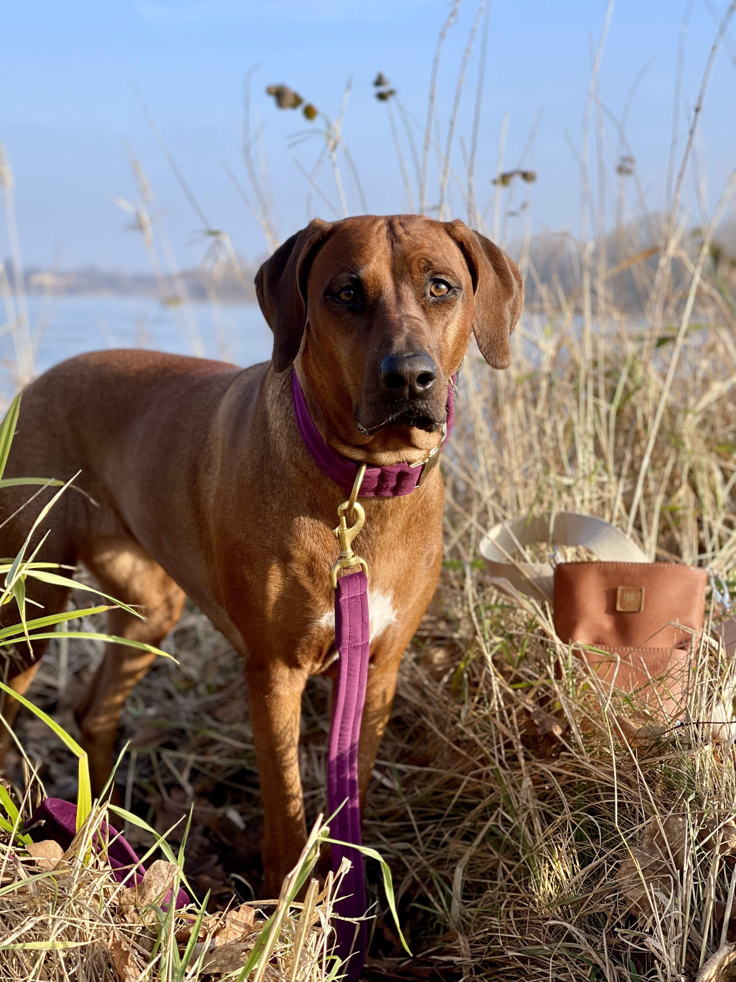 Frau Frauchen Leine Sametti Lila für Hunde und Haustiere