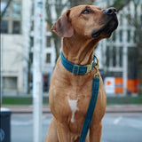 Frau Frauchen Halsband Sametti Petrol für Hunde und Haustiere