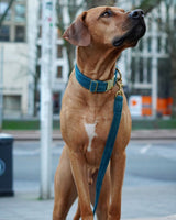 Frau Frauchen Leine Sametti Petrol für Hunde und Haustiere