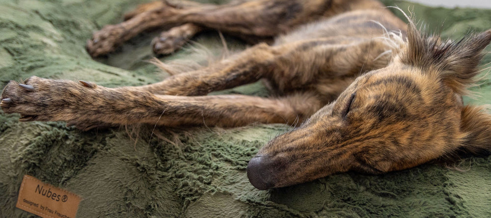 Windhund liegt schlafend auf einem orthopädischen Hundebett und befindet sich auf Wolke 7