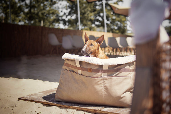 Hundetragetaschen: Der perfekte Begleiter für unterwegs mit deinem Hund