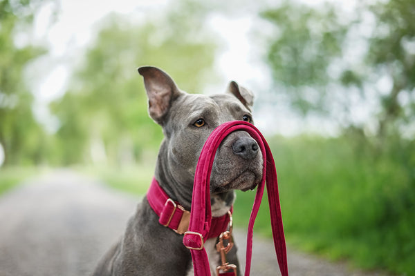 Ein Hund trägt ein farbenfrohes Halsband und Leine über der Nase. 