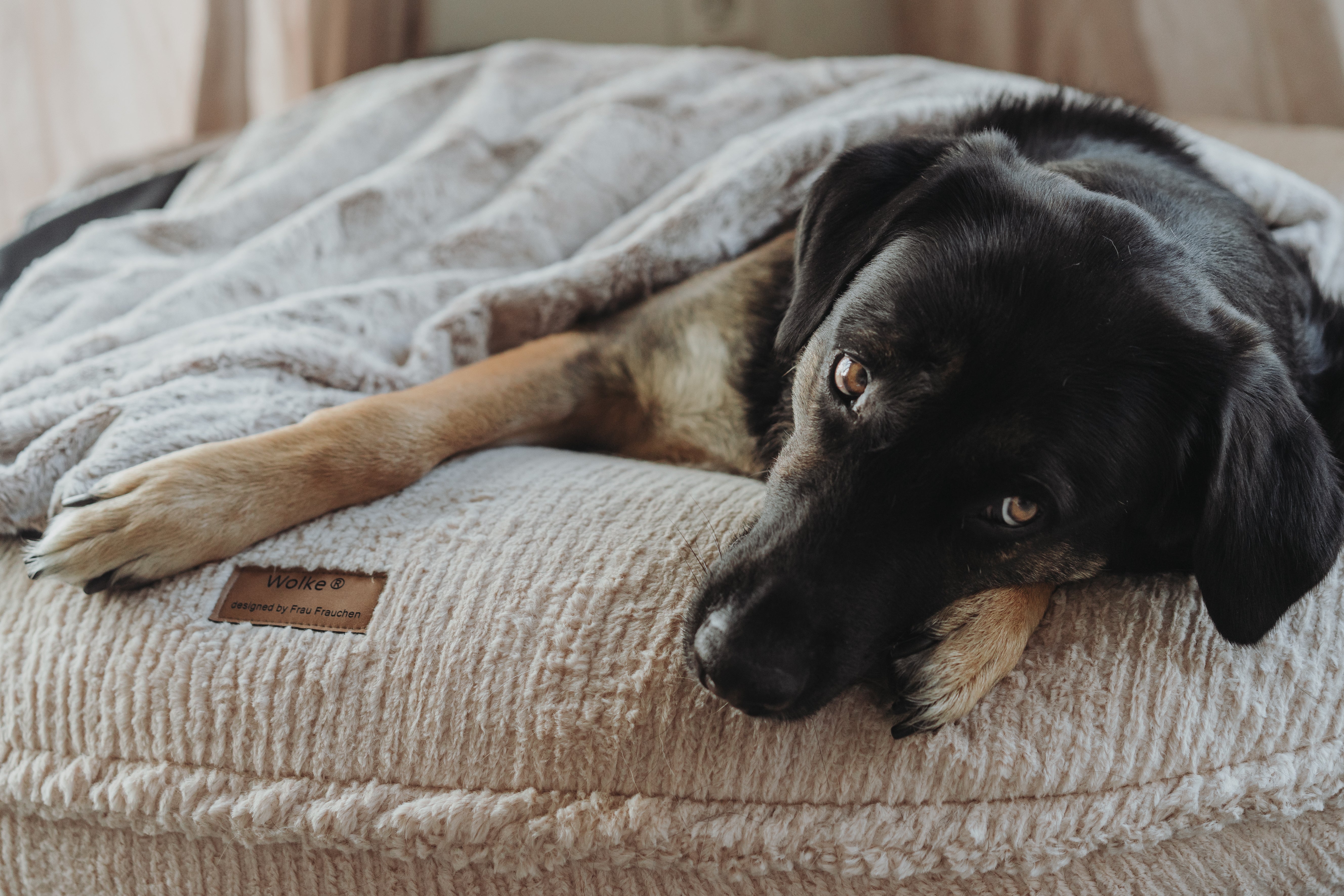 Ein Hund schläft auf dem Hundebett Wolke von Frau Frauchen 