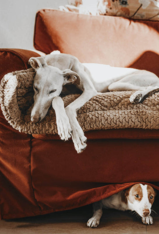 Ein Windhund liegt auf einer gefütterten Hundedecke Plaid von Frau Frauchen auf dem Sofa und schläft 