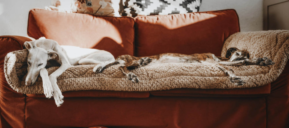 Ein Windhund liegt auf einer gefütterten Hundedecke Plaid von Frau Frauchen auf einem Sofa und schläft 