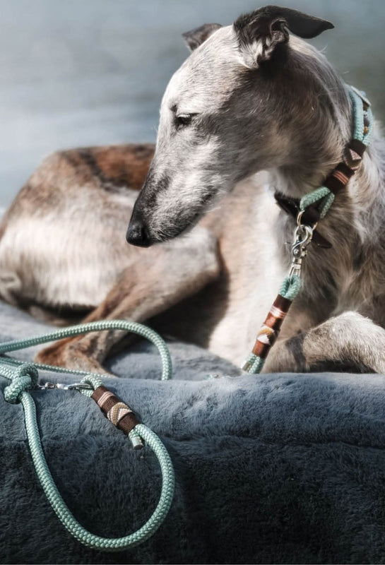 Ein Hund liegt auf einem orthopädischen Hundebett Nubes und trägt eine Tauleine und ein Tauhalsband von Frau Frauchen