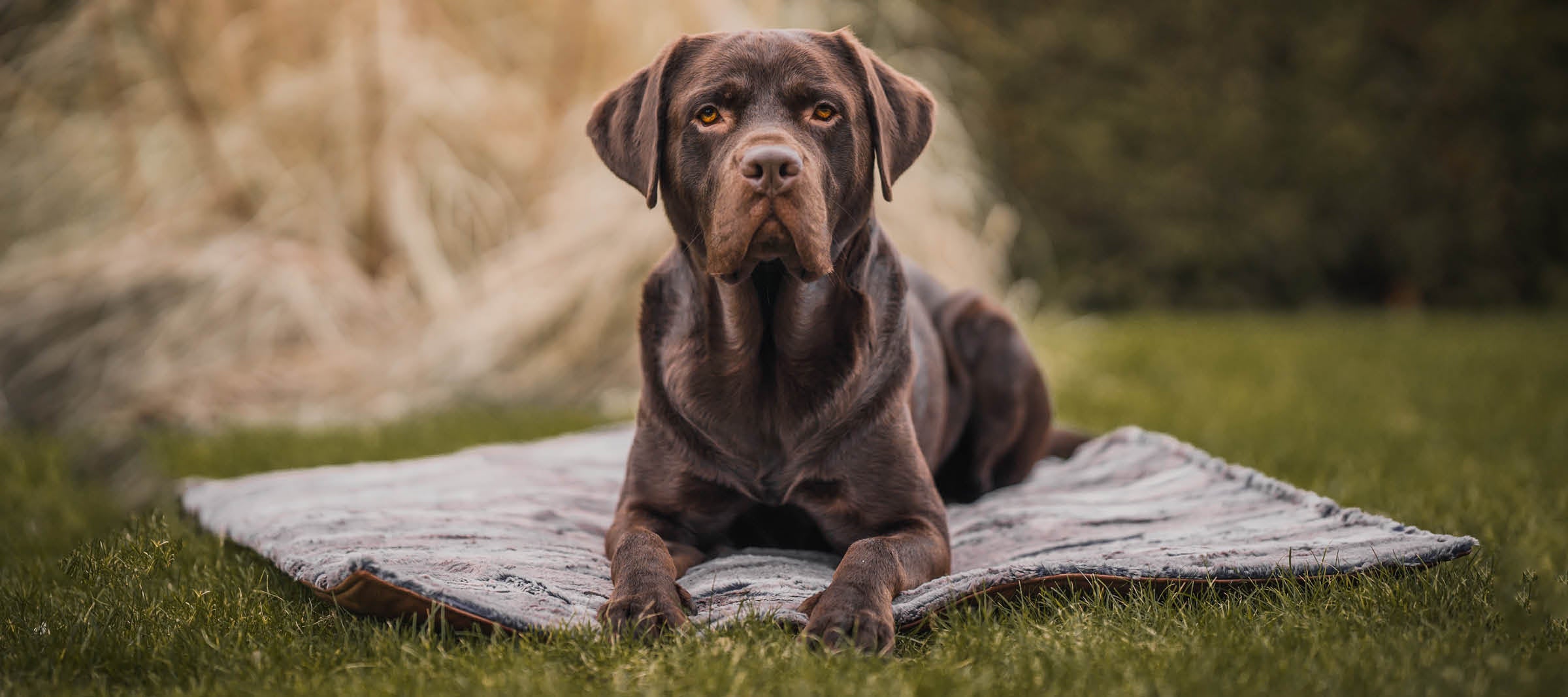 Ein Labrador liegt auf einem Decken-Rucksack oder Roll-Up von Frau Frauchen