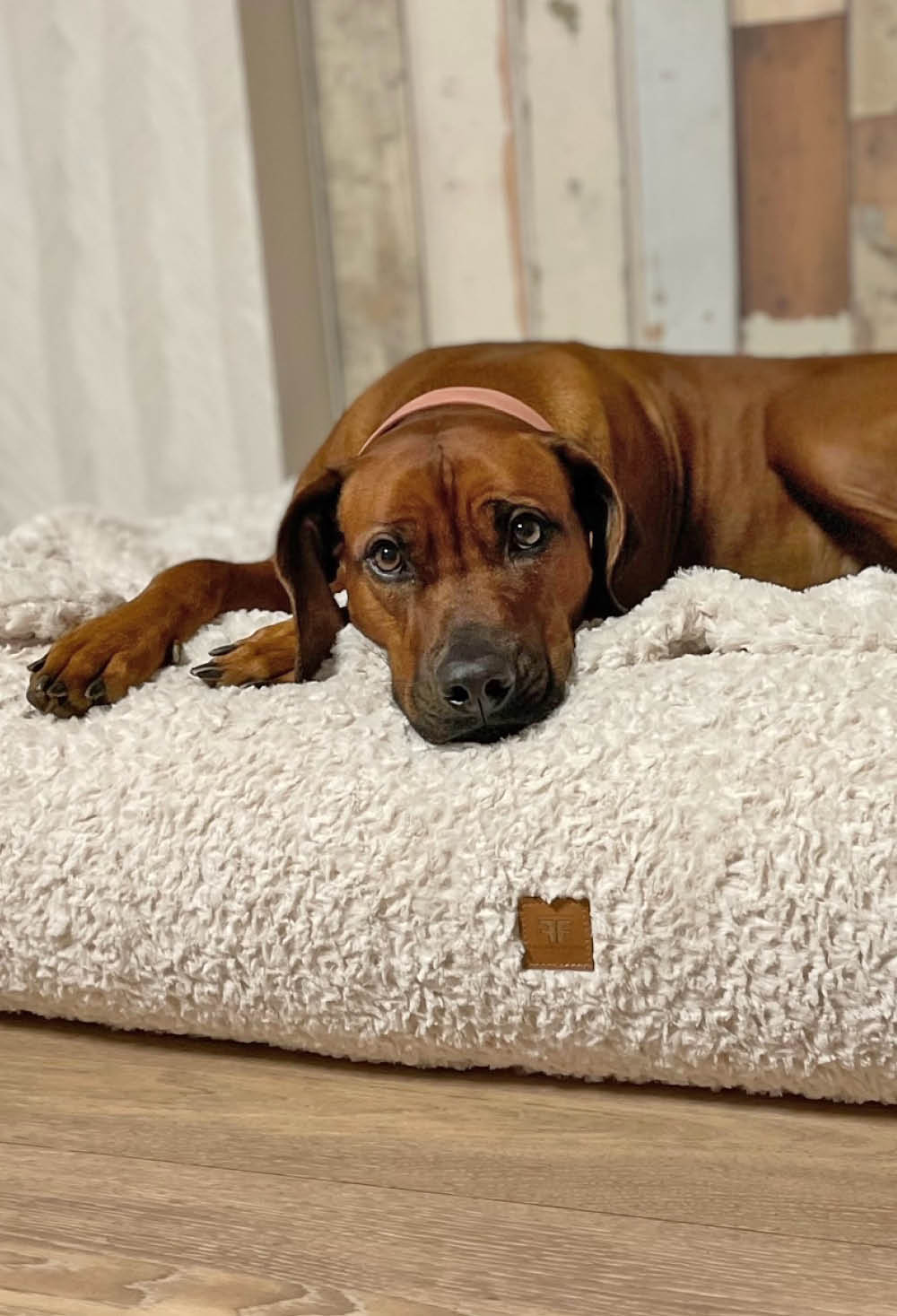 Rhodesian Ridgeback liegt schlafend auf einem orthopädischen Hundebett Letto und träumt Wolke 7