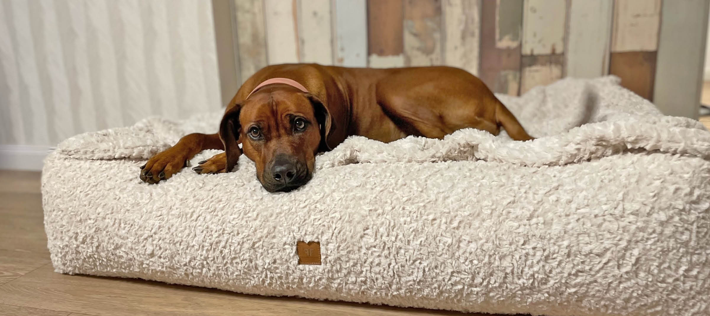 Rhodesian Ridgeback liegt schlafend auf einem orthopädischen Hundebett Letto und befindet sich auf Wolke 7