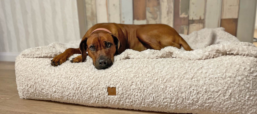 Hund liegt ausgestreckt auf dem rechteckigen Letto von Frau Frauchen