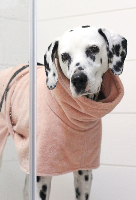 Dalmatiner Amy wurde in der Dusche gebadet und trägt einen rosa Bademantel für Hunde von Frau Frauchen