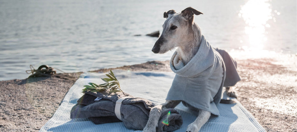 Ein Windhund liegt am Strand auf einem Handtuch und trägt einen blauen Bademantel von Frau Frauchen