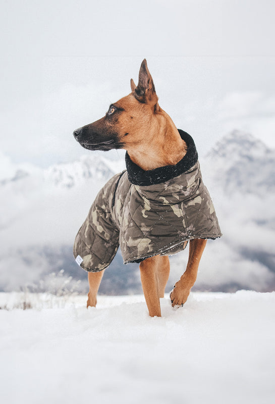 Frau Frauchen Hundemantel gesteppt Schäferhund im Winter (mobile Ansicht)