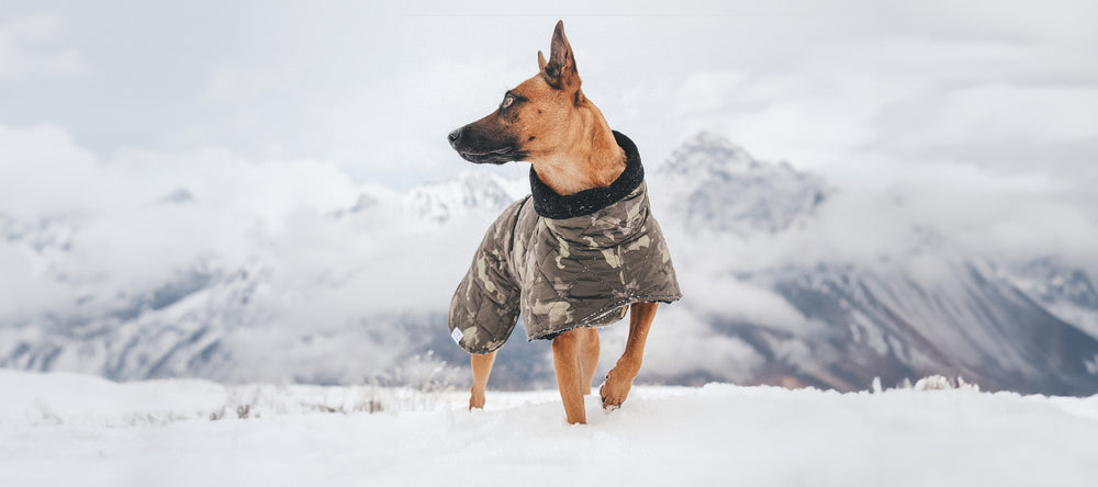 Frau Frauchen Hundemantel gesteppt Schäferhund im Winter 