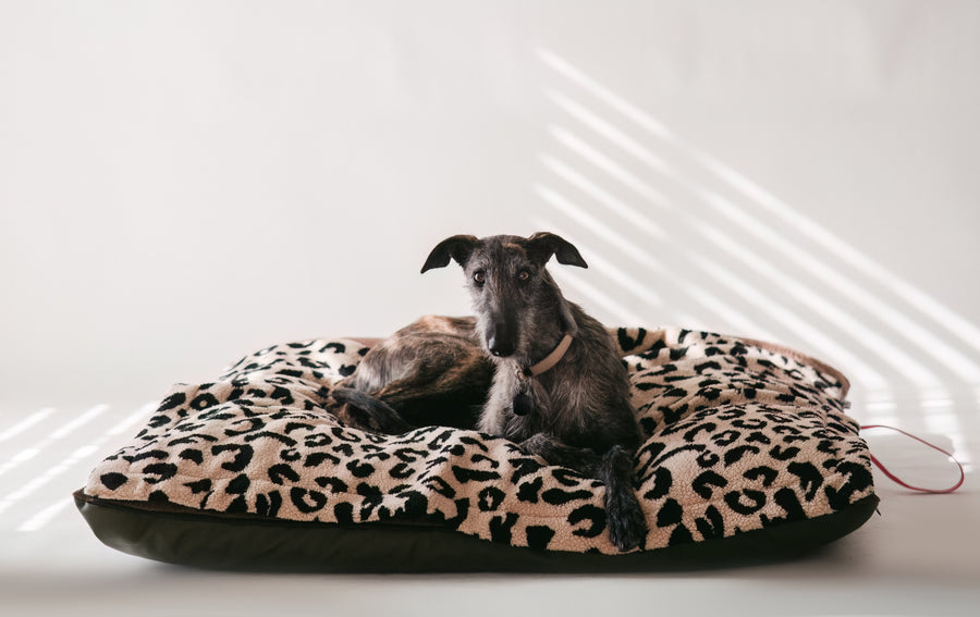 Windhund liegt auf einem orthopädischen Hundebett von Frau Frauchen
