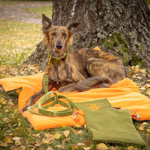 Ein Windhund liegt im Park auf einem Deckenrucksack von Frau Frauchen