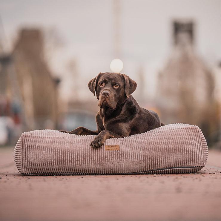 Labrador Hund liegt auf orthopädischem Hundebett von Frau Frauchen in der Farbe Cord Blush