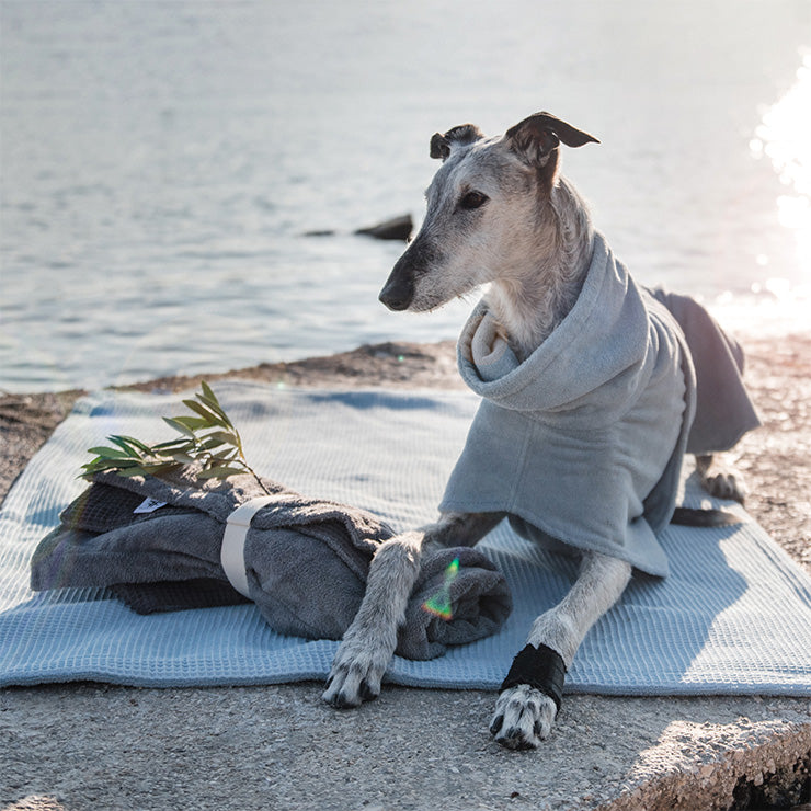 Ein Windhund liegt eingekuschelt in einem Hundebademantel am Strand auf einem Handtuch von Frau Frauchen