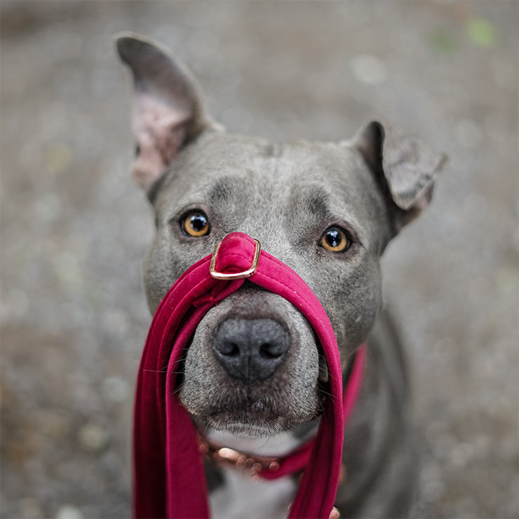Ein Hund trägt ein Sametti Halsband und Leine von Frau Frauchen auf der Schnauze
