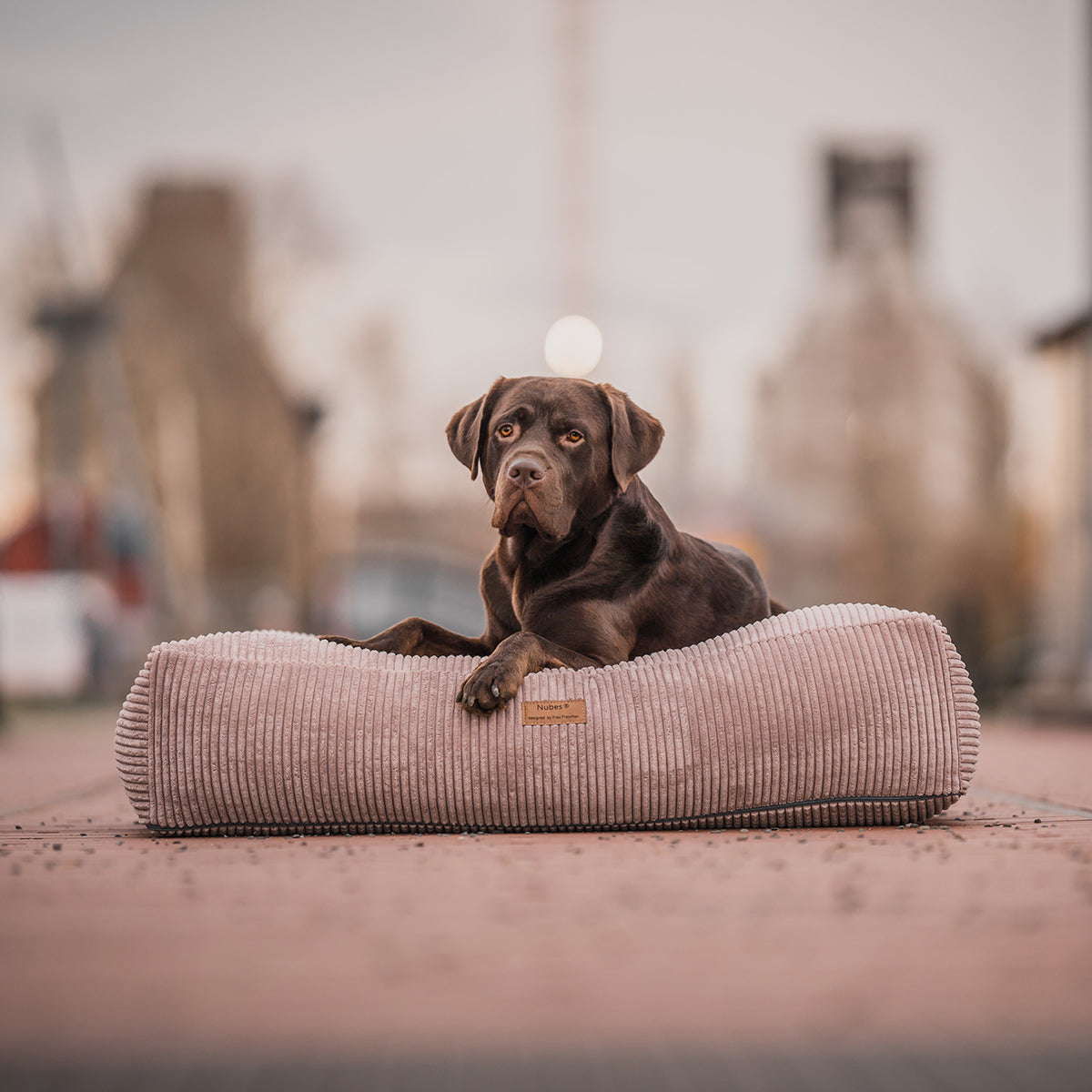 Großer Hund, Rasse Labrador Schoko, liegt auf orthopädischem Hundebett Nubes von Frau Frauchen, einer Manufaktur für Hunde.