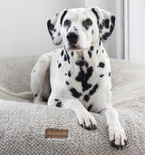 Hund Dalmatiner liegt auf orthopädischem Hundebett Wolke von Frau Frauchen Manufaktur für Hunde.