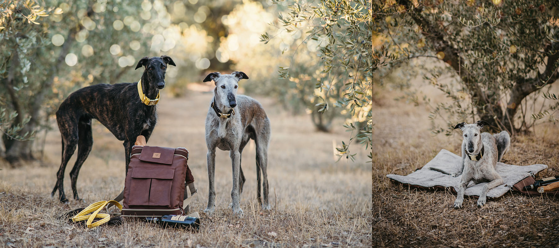Der Deckenrucksack von Frau Frauchen ist Rucksack und Kuscheldecke in einem 