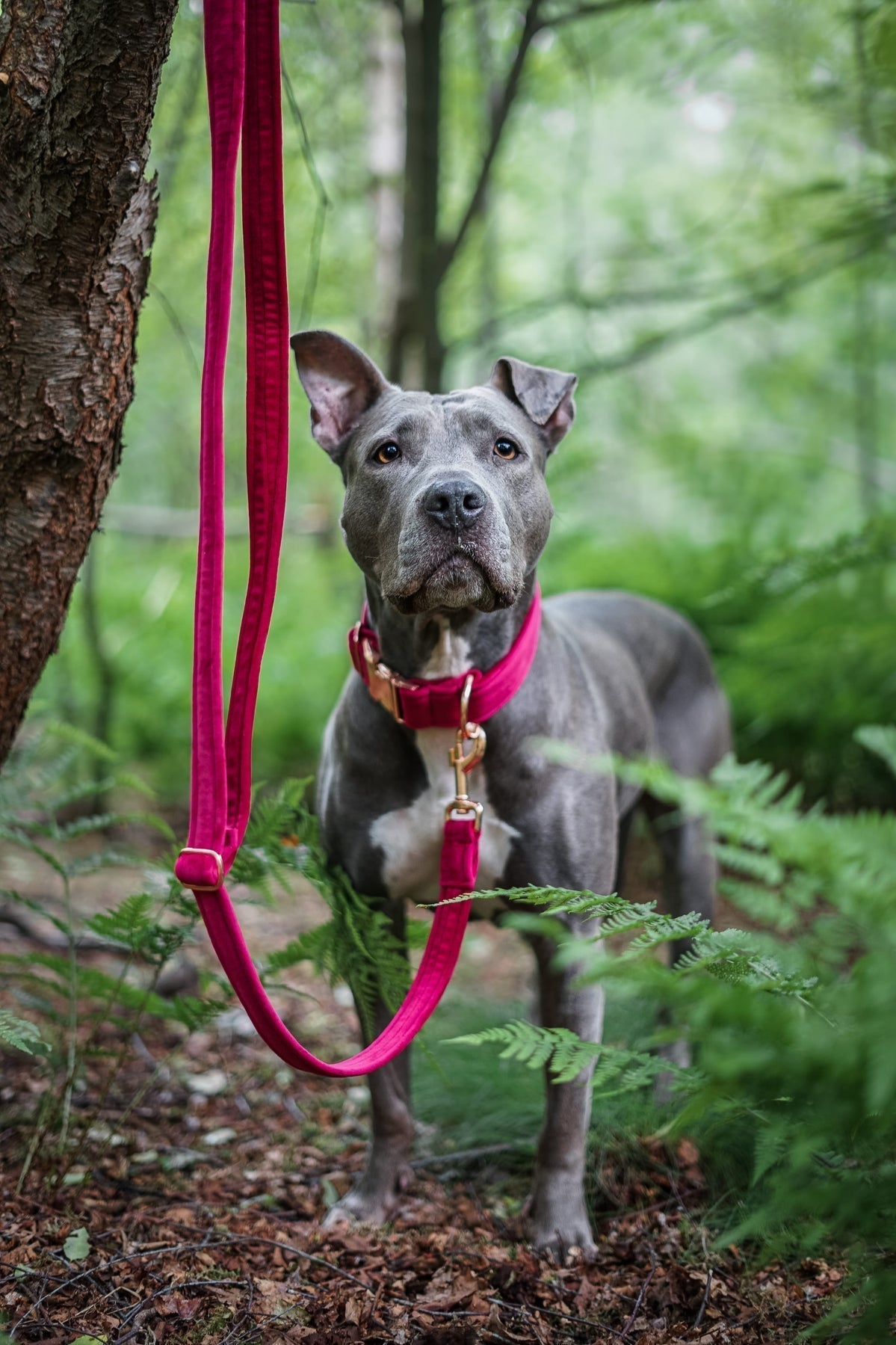 Frau Frauchen Leine Sametti Fuchsia für Hunde und Haustiere