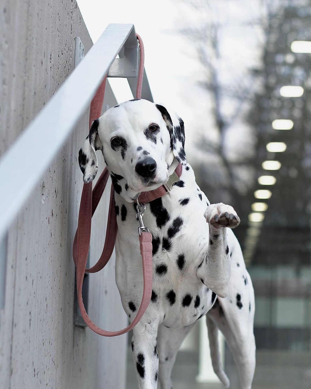 Frau Frauchen Leine Sametti Altrosa für Hunde und Haustiere