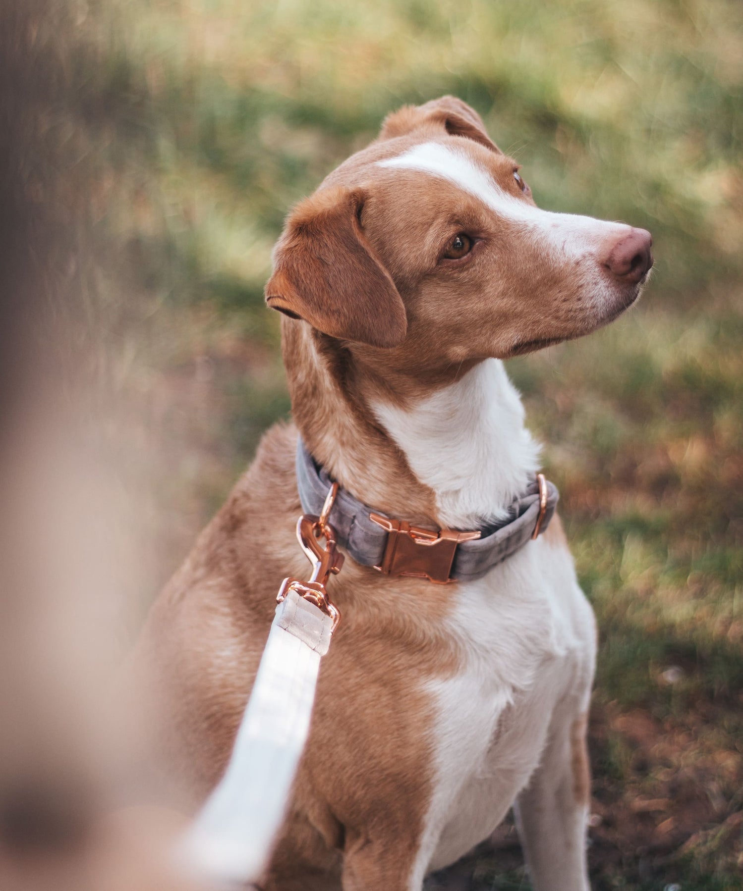 Frau Frauchen Leine Sametti Hellgrau für Hunde und Haustiere