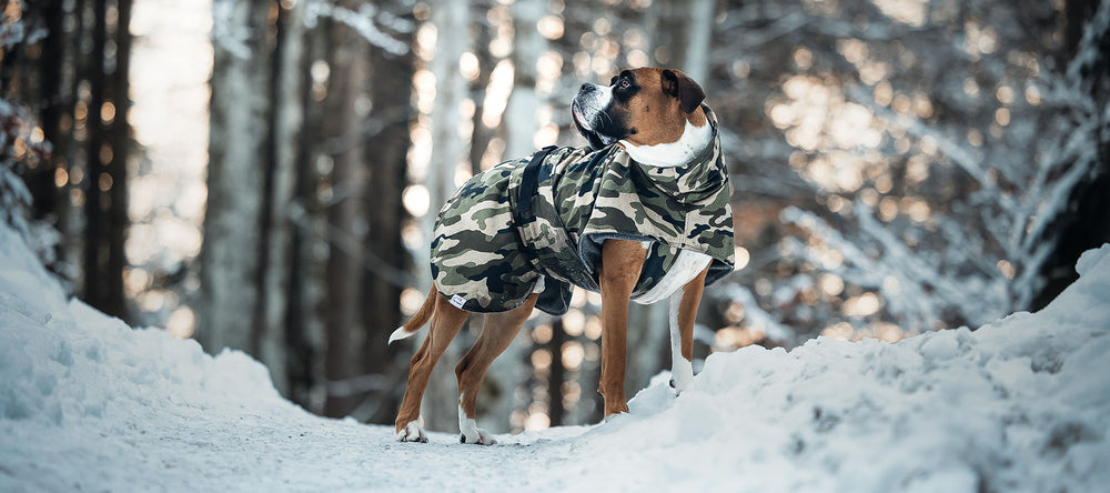 Hund Boxer im Schnee trägt Softshell-Hundemantel mit Camouflage-Muster von Frau Frauchen.